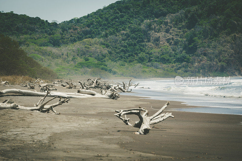 漂木在playa camaronal，哥斯达黎加